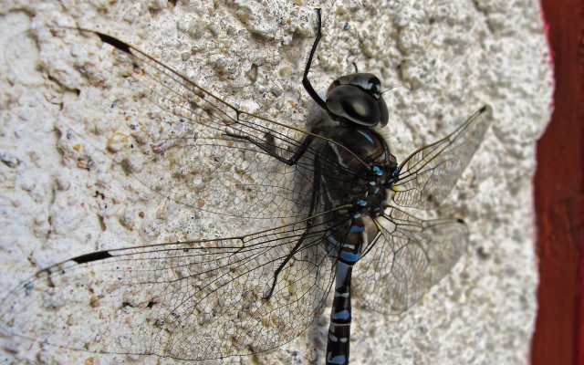 2560x1440 pix. Wallpaper dragonflies, insect, macro, depth of field