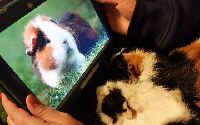 5312x2988 pix. Wallpaper guinea pigs, rodent, cute animals, animals