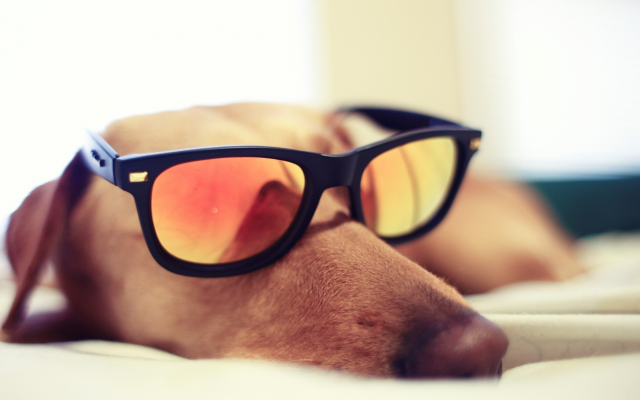 2292x1395 pix. Wallpaper dog, glasses, sleeping