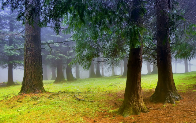1920x1080 pix. Wallpaper nature, trees, forest, leaves, branch, mist, moss