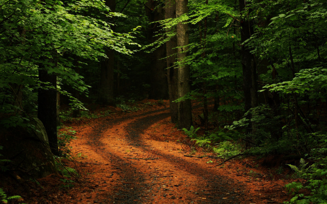 1920x1080 pix. Wallpaper nature, trees, forest, leaves, branch, path, plants, rock, moss, road