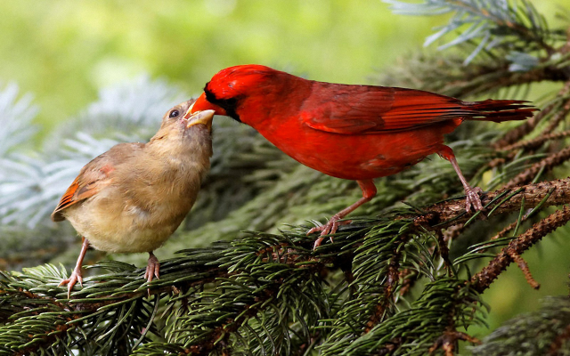 1920x1200 pix. Wallpaper bird, Northern cardinal, redbird, common cardinal