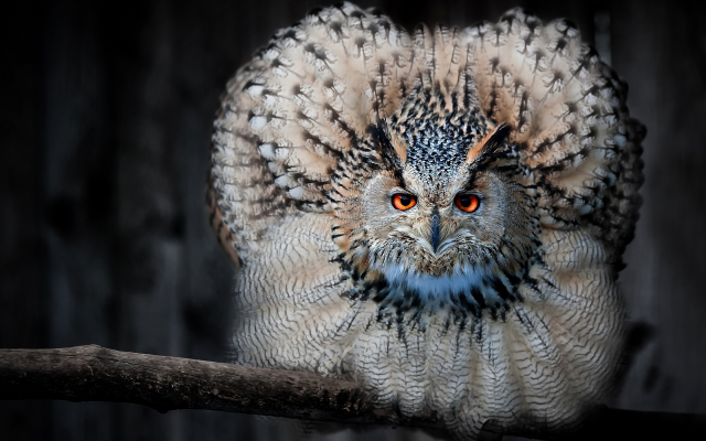 2880x1801 pix. Wallpaper owl, animals, bird, feather