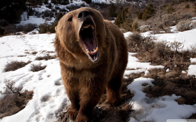 1920x1080 pix. Wallpaper bears, animals, nature, teeth, snow, roar