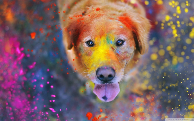 1920x1080 pix. Wallpaper dog, animals, colorful, dust, Labrador, Retriever, tongue