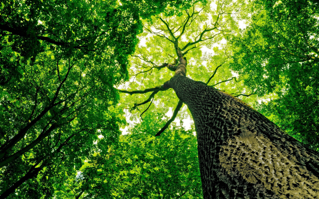 2560x1600 pix. Wallpaper tree, leaf, nature, forest
