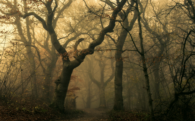 2500x1563 pix. Wallpaper mist, forest, path, leaves, fall, dark, trees, shrubs, nature, landscape