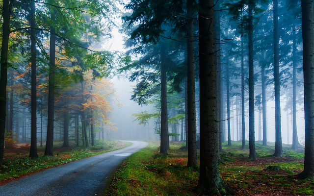 1920x1200 pix. Wallpaper mist, road, forest, landscape, nature, tree, sunlight, atmosphere