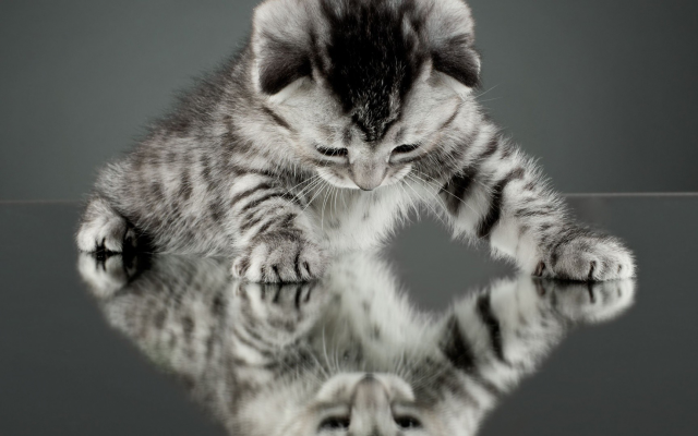 1920x1080 pix. Wallpaper cat, kitten, animals, baby animals, reflections