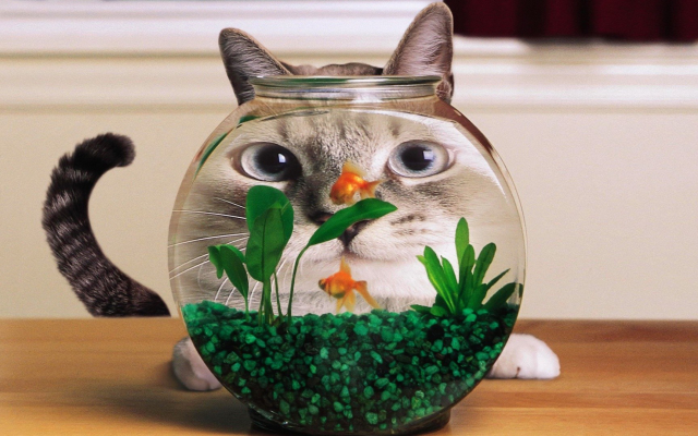 1920x1080 pix. Wallpaper cat, aquarium, goldfish, distortion, fish, animals