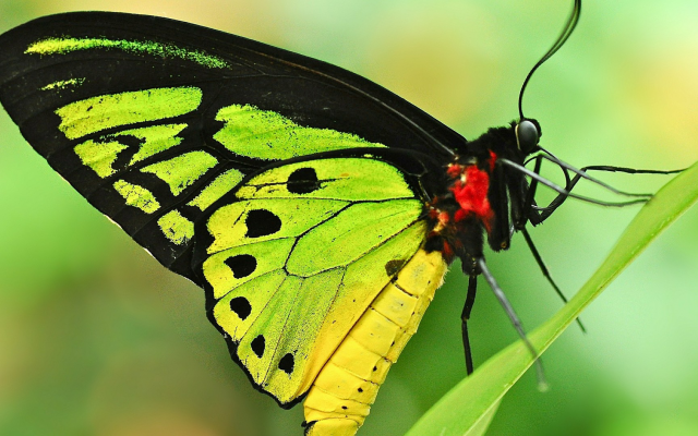 1920x1080 pix. Wallpaper butterfly, insect, animals, closeup, macro