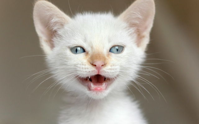 1920x1080 pix. Wallpaper cat, kittens, animals, baby animals, blue eyes