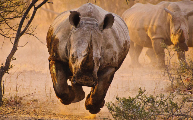 1920x1200 pix. Wallpaper rhino, savannah, animals, desert, nature, rhinoceros