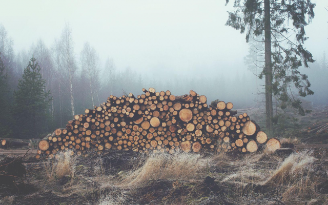 1920x1020 pix. Wallpaper mist, log, wood, forest, fog, nature