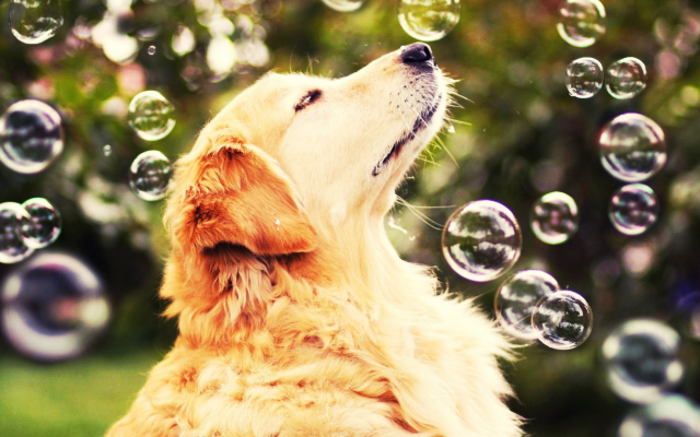 1920x1080 pix. Wallpaper dog, animals, bubbles, golden retrievers