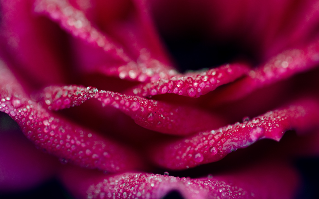 2560x1440 pix. Wallpaper rose, water drops, flowers, nature, dew, petals