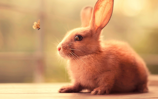 1920x1080 pix. Wallpaper rabbit, butterfly, animals, nature, insect