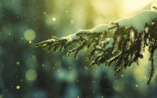 1920x1200 pix. Wallpaper snow, winter, pine, tree