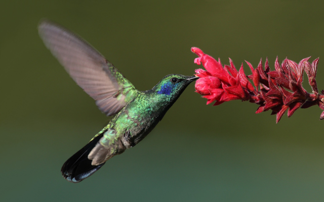 2112x1320 pix. Wallpaper bird, flowers, flying, hummingbird, nature, animals