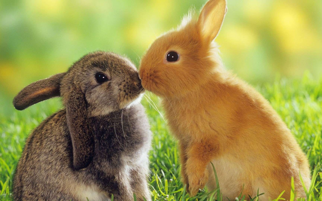 1920x1080 pix. Wallpaper rabbits, grass, animals, cute