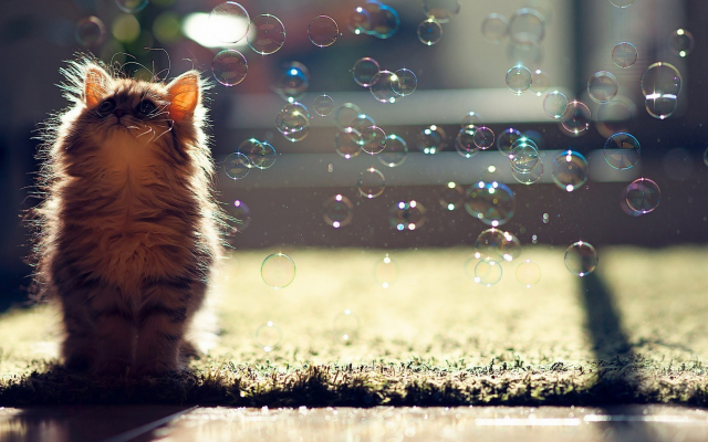1920x1080 pix. Wallpaper kitten, cat, animals, bubbles