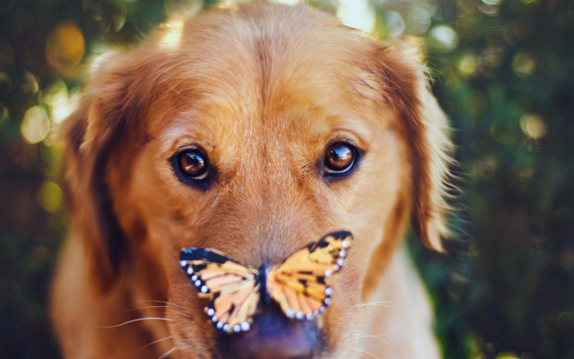 1920x1080 pix. Wallpaper dog, butterfly, eyes, animals