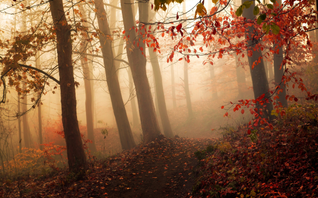 2500x1563 pix. Wallpaper mist, forest, autumn, path, morning, trees, leaves, nature