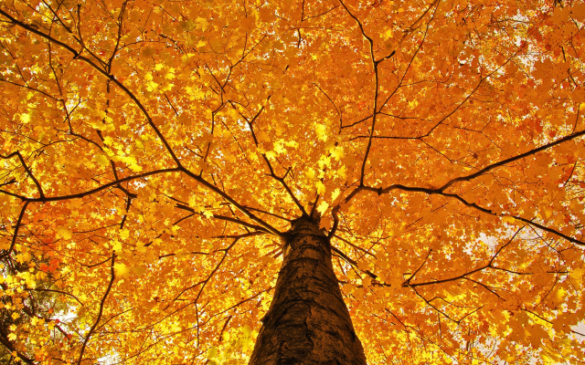 1920x1080 pix. Wallpaper nature, leaves, branch, autumn, maple leaves