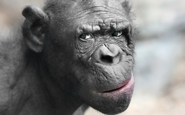 1920x1200 pix. Wallpaper animals, monkey, chimpanzee, closeup, eyes, muzzle