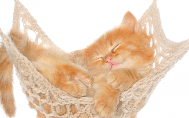 1920x1080 pix. Wallpaper cat, kitten, animals, nature, baby animals, hammock