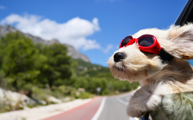 1920x1080 pix. Wallpaper dog, animals, face, wind, glasses, car, road