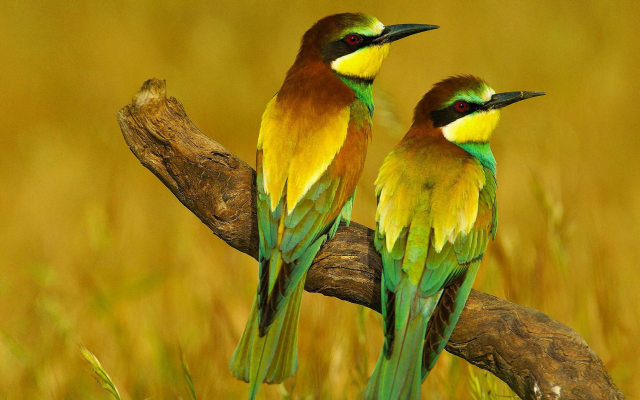 3000x1688 pix. Wallpaper bird, bee-eater, branch