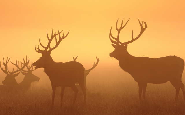 3840x2160 pix. Wallpaper photography, sunset, deer, animals