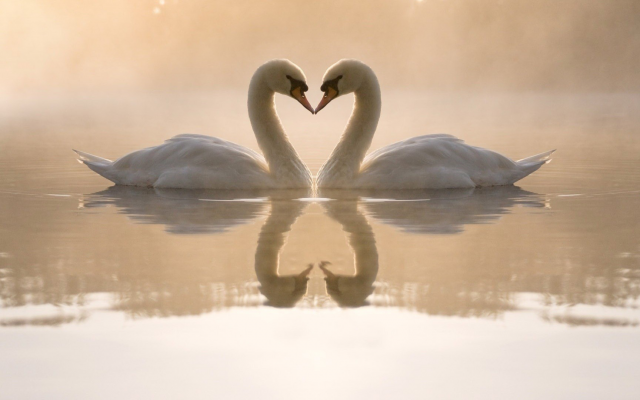 1920x1080 pix. Wallpaper swans, love, birds, nature, animals, reflection, pond, lake, fog