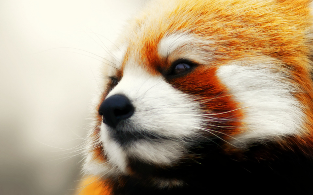 1920x1200 pix. Wallpaper animals, red panda, nose