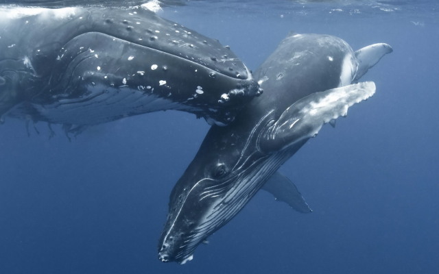 1920x1080 pix. Wallpaper humpback whale, whale, nature, animals, water, sea, underwater, baby animals, mammals