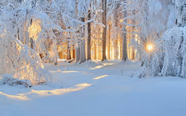 1920x1080 pix. Wallpaper winter, nature, forest, snow, landscape, tree, sun rays, frost