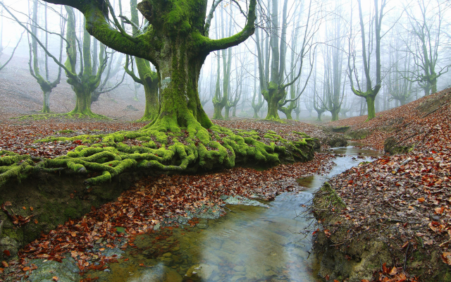 2800x1867 pix. Wallpaper forest, water, tree, moss, autumn, leaf, stream, nature