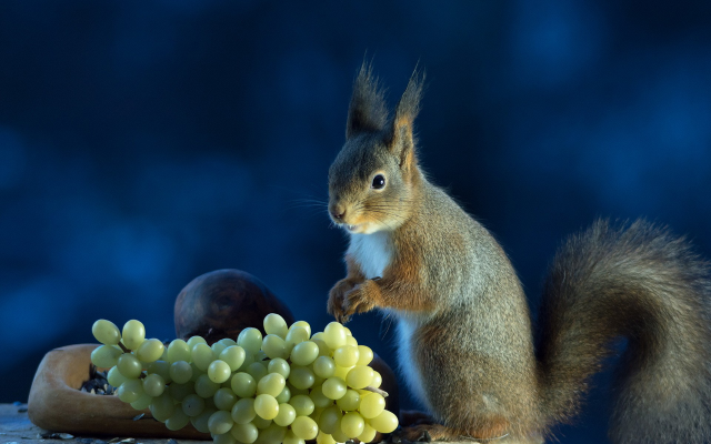 1920x1200 pix. Wallpaper animals, squirrel, grapes, food