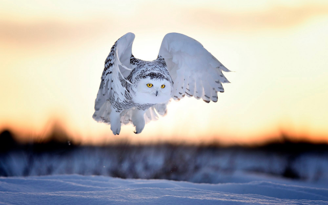 2000x1333 pix. Wallpaper animals, owl, snow, winter, sunset