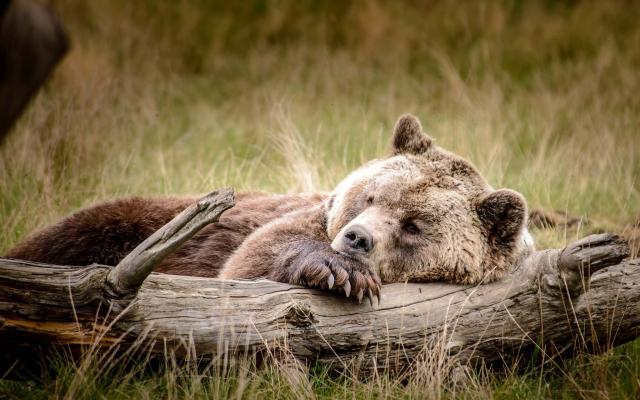 2048x1367 pix. Wallpaper animals, bears, log, sleeping