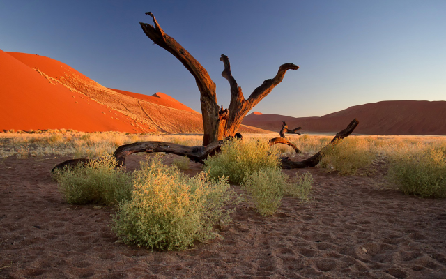 1920x1200 pix. Wallpaper Namibia, Africa, nature, dead tree, desert, sand, hill