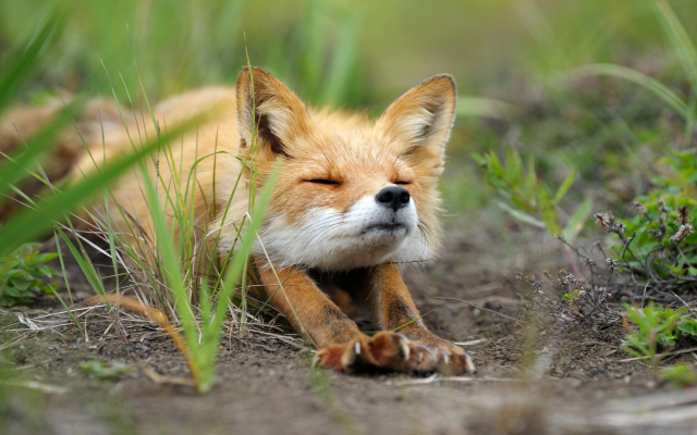 2880x1620 pix. Wallpaper animals, fox, grass