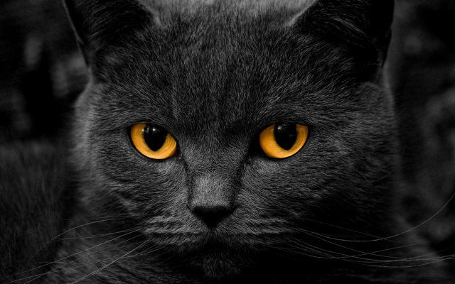 1920x1080 pix. Wallpaper cat, animals, orange eyes