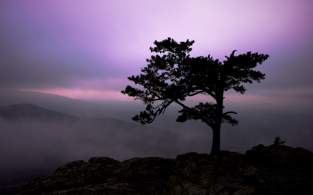 1920x1080 pix. Wallpaper tree, fog, sunset, nature