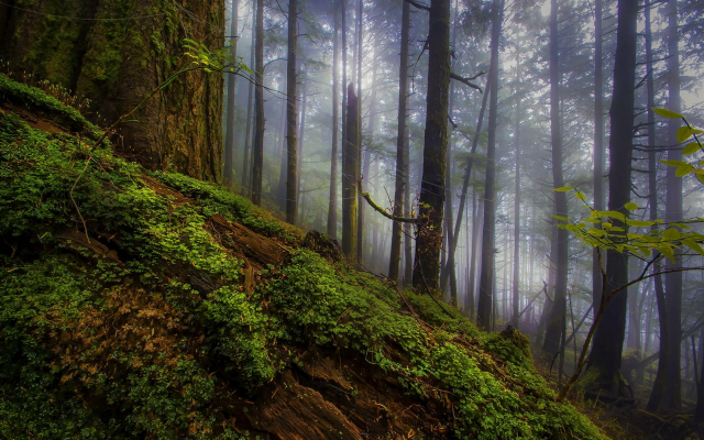 1920x1280 pix. Wallpaper morning, forest, fog, mist, tree, nature, landscape