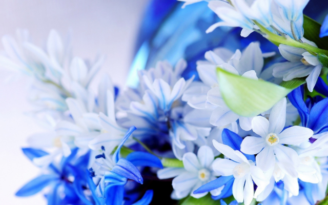 1920x1080 pix. Wallpaper flowers, nature, blue flowers
