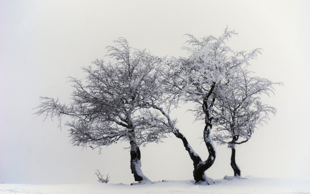 2048x1356 pix. Wallpaper nature, snow, tree, winter