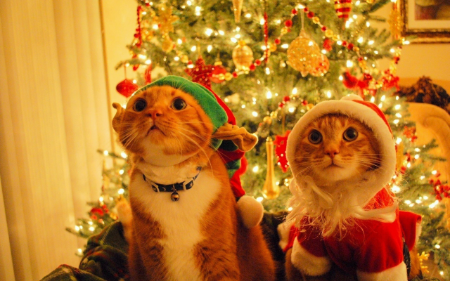 1920x1200 pix. Wallpaper cat, christmas, costume, decorations, christmas tree, animals, holidays
