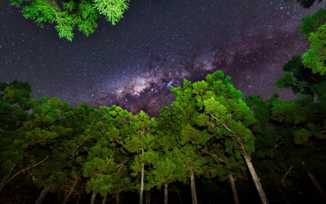 1920x1080 pix. Wallpaper nature, tree, forest, wood, night, Milky Way, stars, clear sky